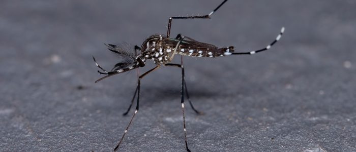קדחת מערב הנילוס