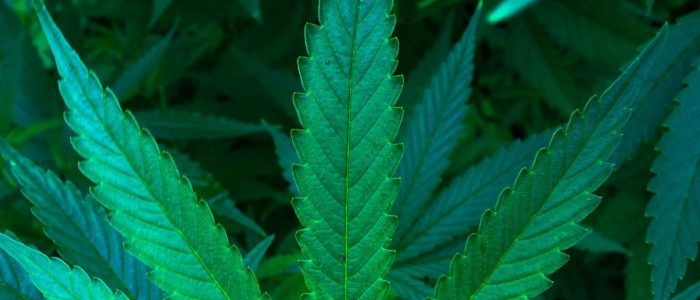 קנאביס רפואי